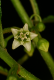 Rhamnus frangula 'Aspleniifolia' RCP5-06 317.jpg